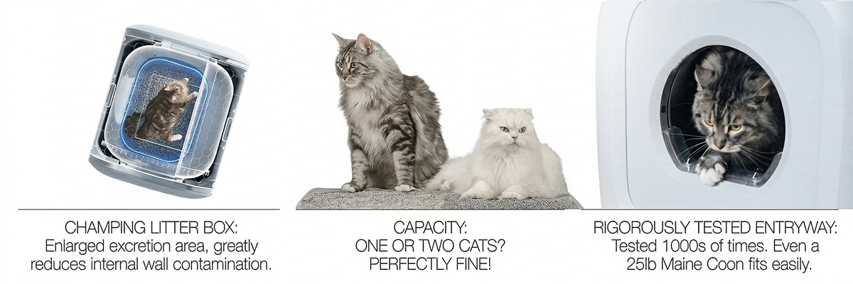 Feline waste management system